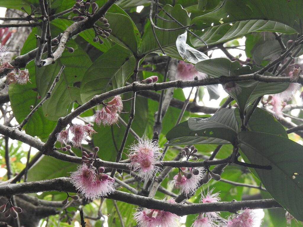 Syzygium formosum